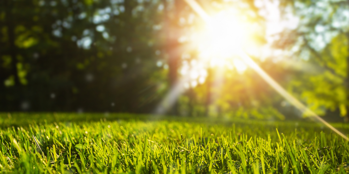 Sonnenauf- oder -untergang auf einer Wiese