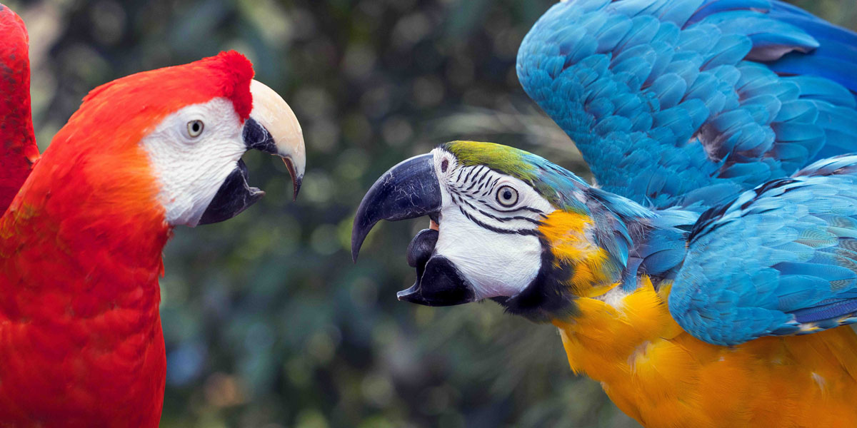 zwei Aras "sprechen" miteinander
