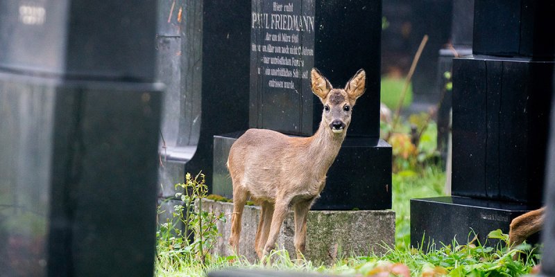 ein Reh vor einem Grabstein auf dem Wiener Zentralfriedhof